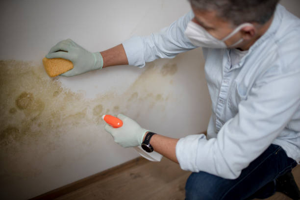 Best Residential Mold Inspection & Testing  in Jamestown, CA